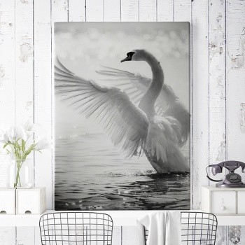 Mute swan in full glory