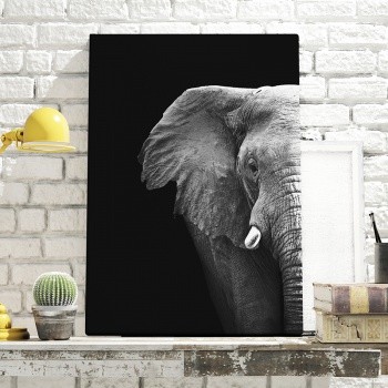 Elephant photograph