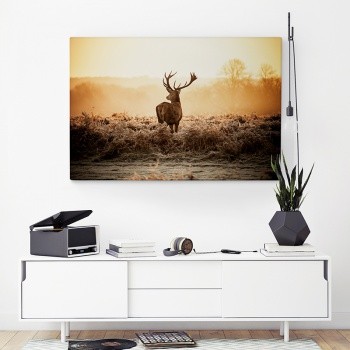 Foto op canvas Deer in Sunrise