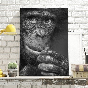 Chimpanzee portrait