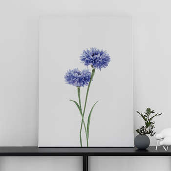 Foto op canvas Cornflower