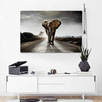 Elephant on road