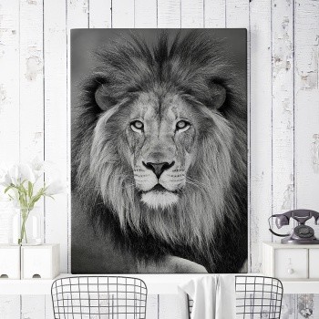 Male lion portrait